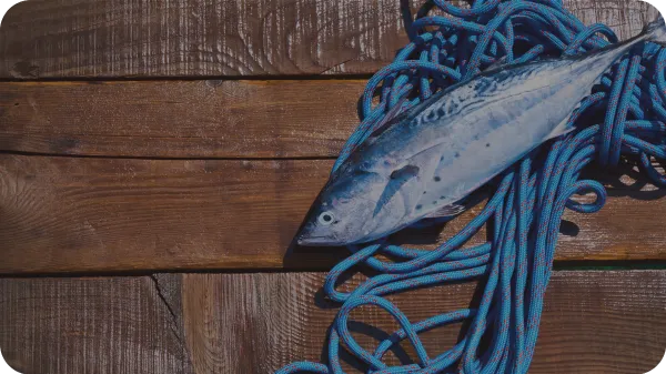 Alimenti con Omega 3: quali sono e cosa sapere