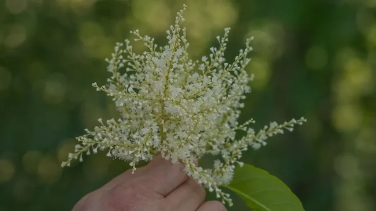 Polidatina: benefici, alimenti e dosaggio
