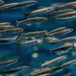 Banco di Acciughe