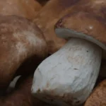Funghi porcini