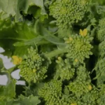Broccoletti di rapa