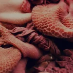 Coratella di vitello